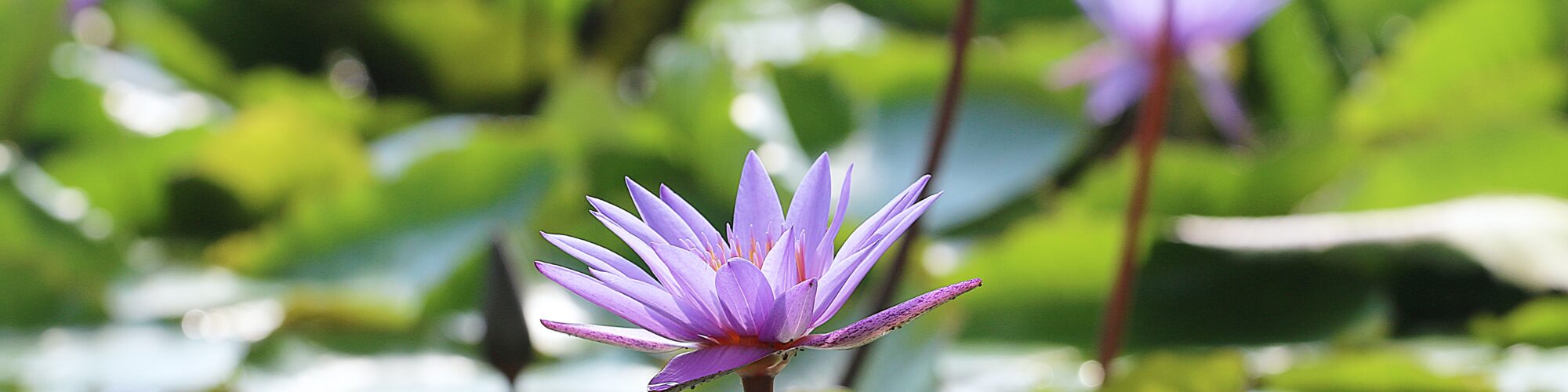 violetter Lotus