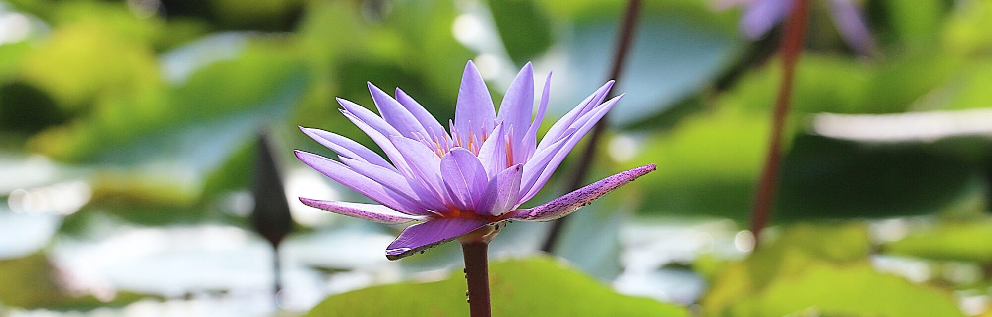 violetter Lotus